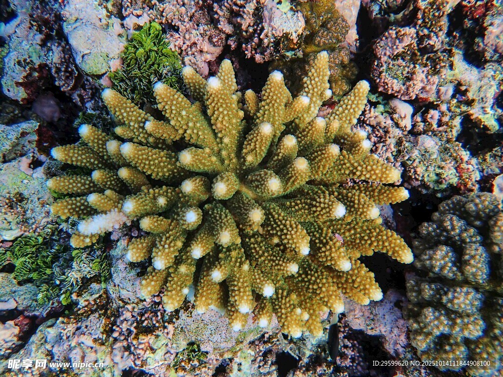 海底黄色珊瑚特写