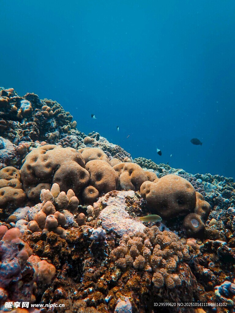 海底多彩珊瑚景观