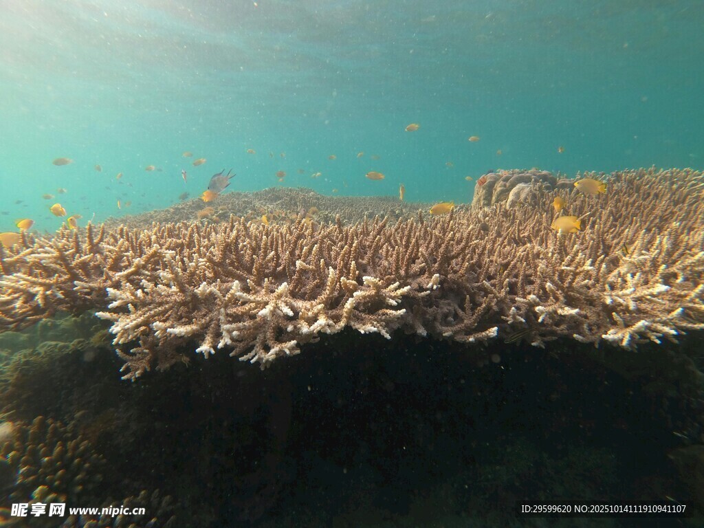 海底珊瑚景观