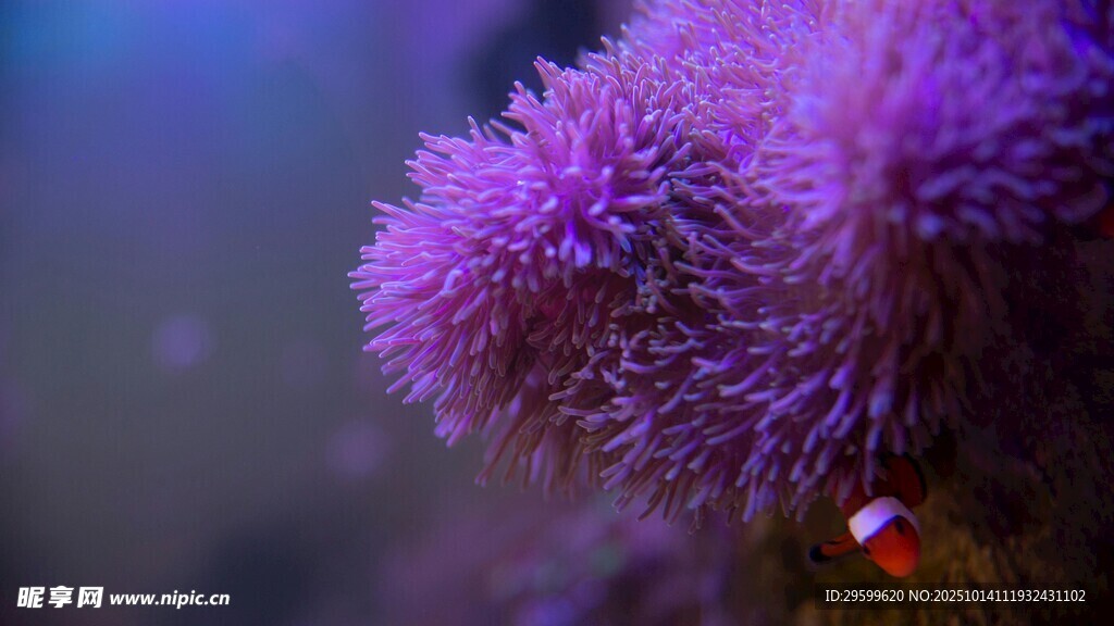 紫色海葵特写