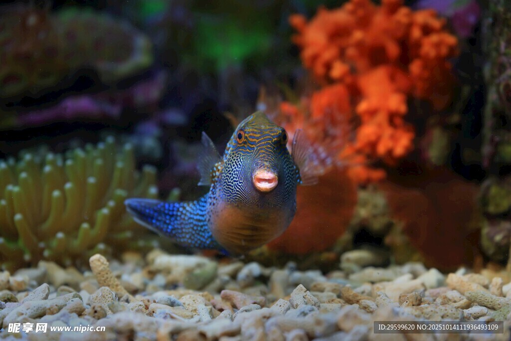 可爱蓝身橙尾鱼儿在水族箱