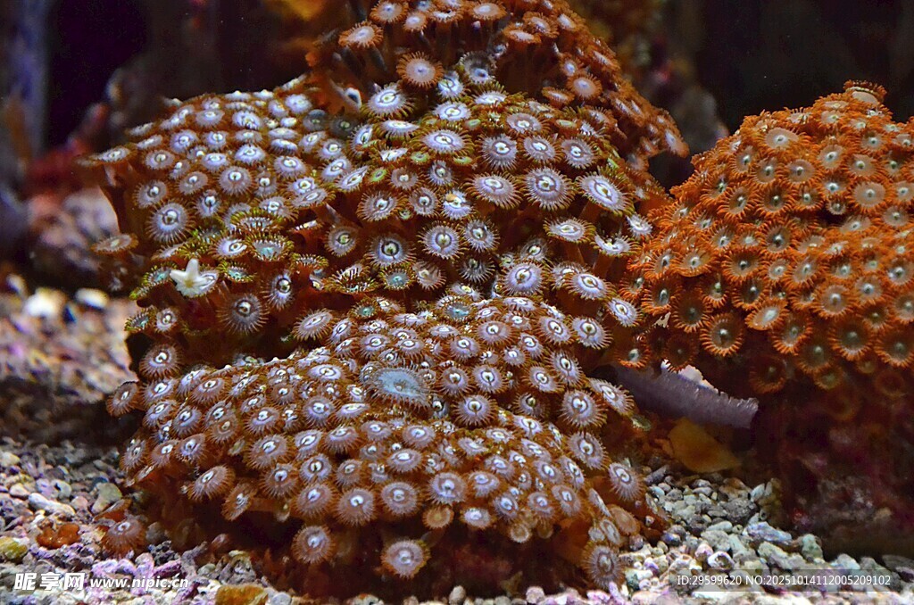 多彩珊瑚绽放海底奇观