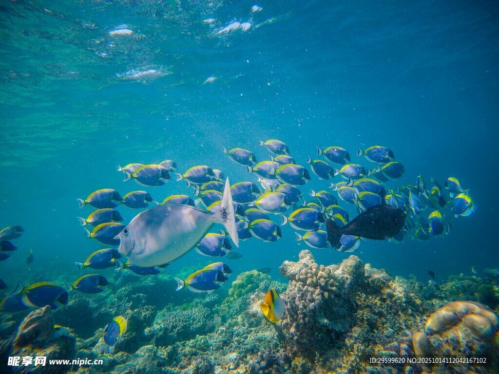 海底多彩珊瑚与潜水者