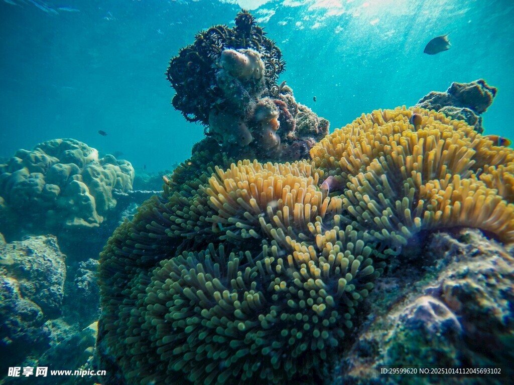 海底绚丽珊瑚景观