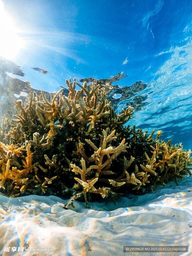 海底珊瑚景观 