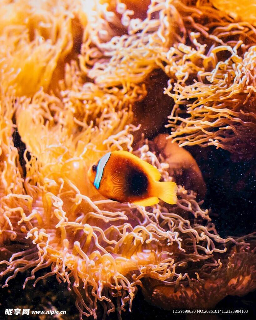 橙色海葵中的小鱼