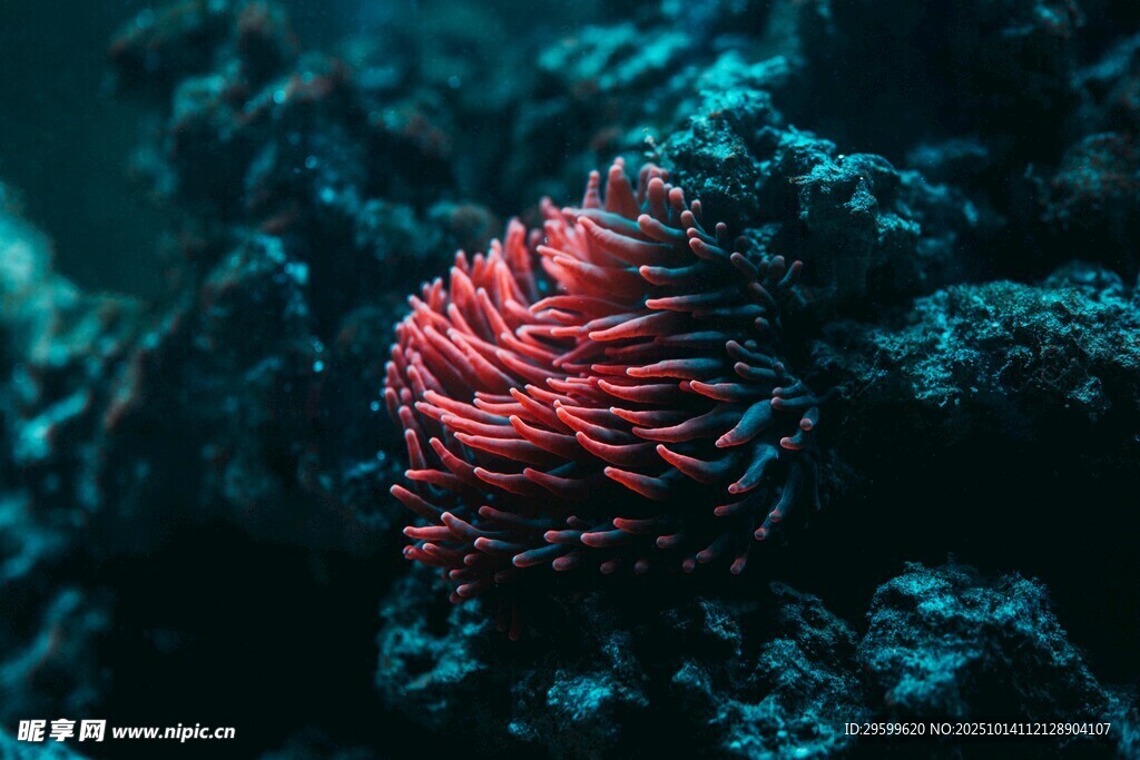 深海中的红色海葵