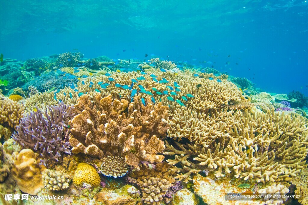 海底多彩珊瑚景观