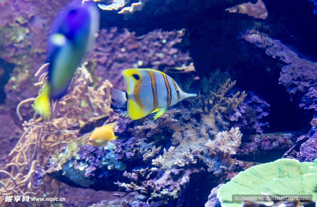 海底多彩热带鱼景观