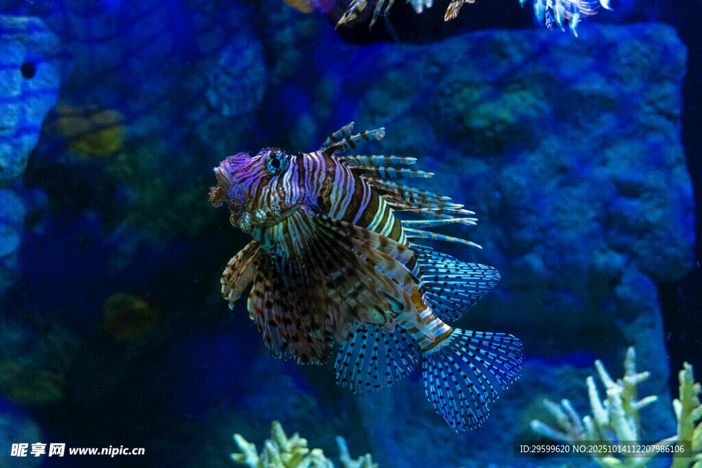 水族馆中的斑斓狮子鱼