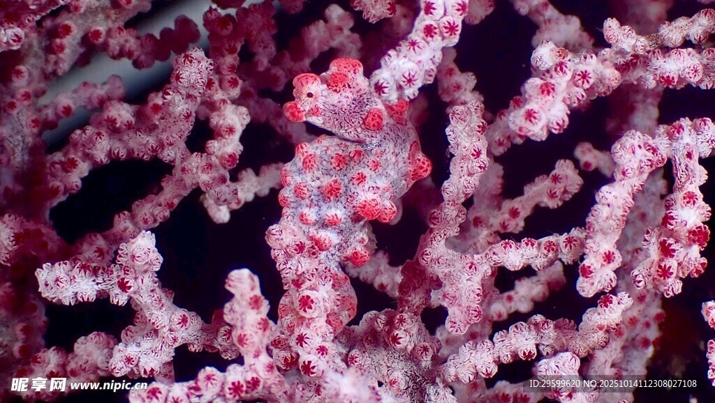 海底 珊瑚 