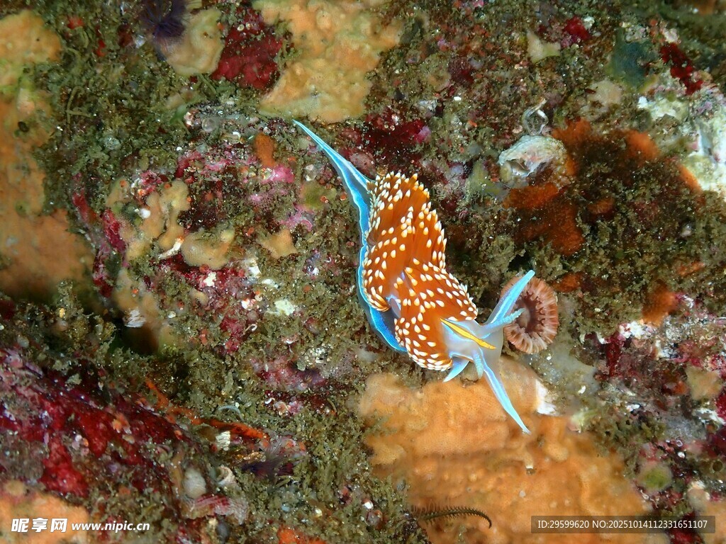 海底 珊瑚  