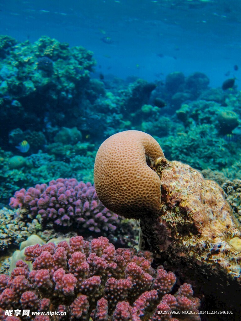 海底多彩珊瑚与奇特生物