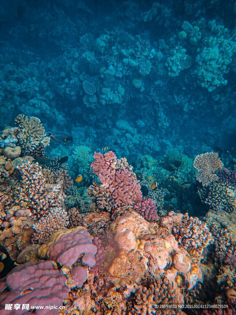 海底多彩珊瑚景观