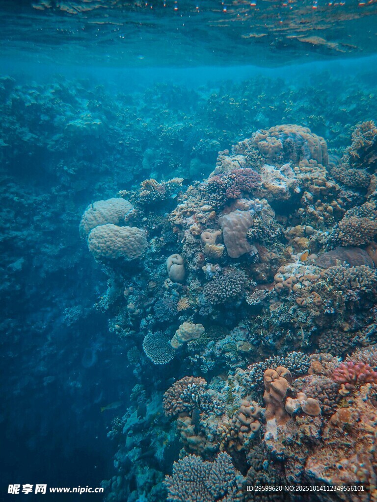 海底多彩珊瑚景观
