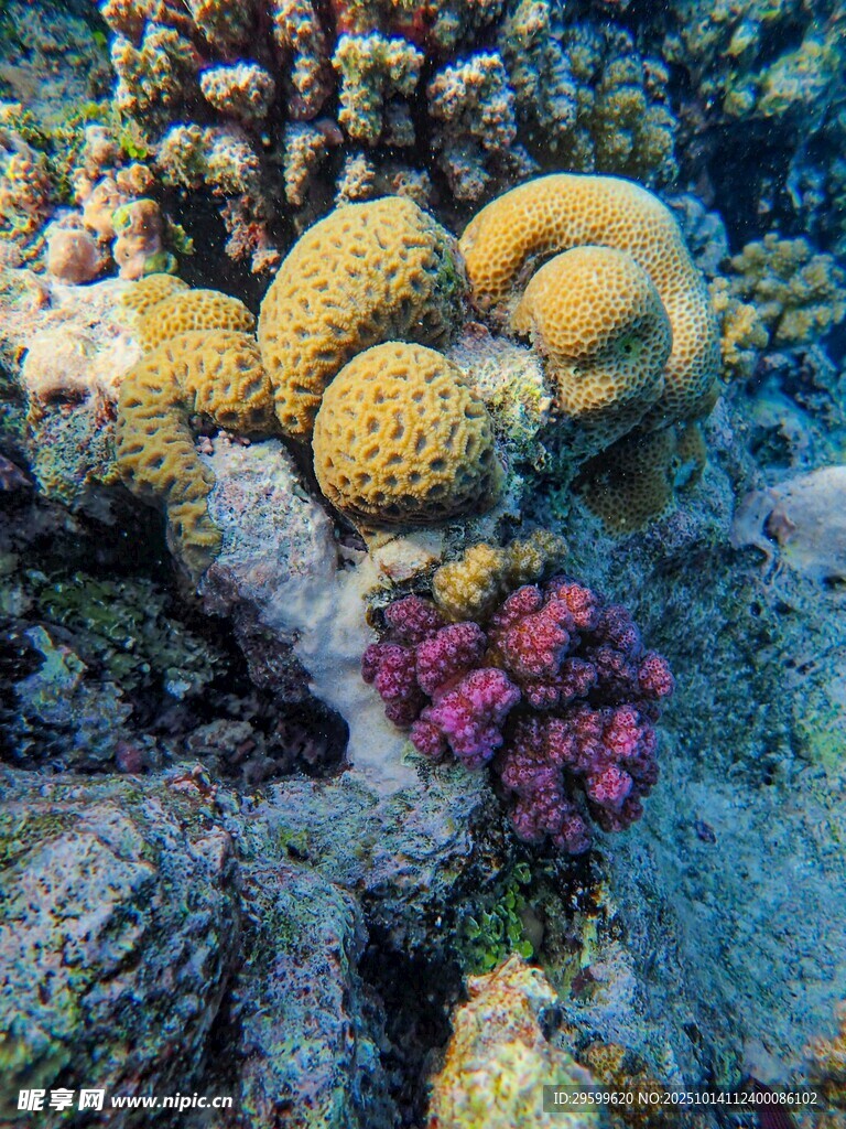 多彩海底珊瑚景观
