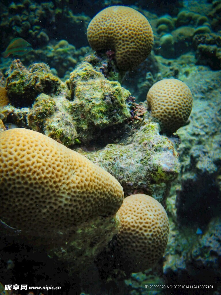 海底多彩珊瑚景观