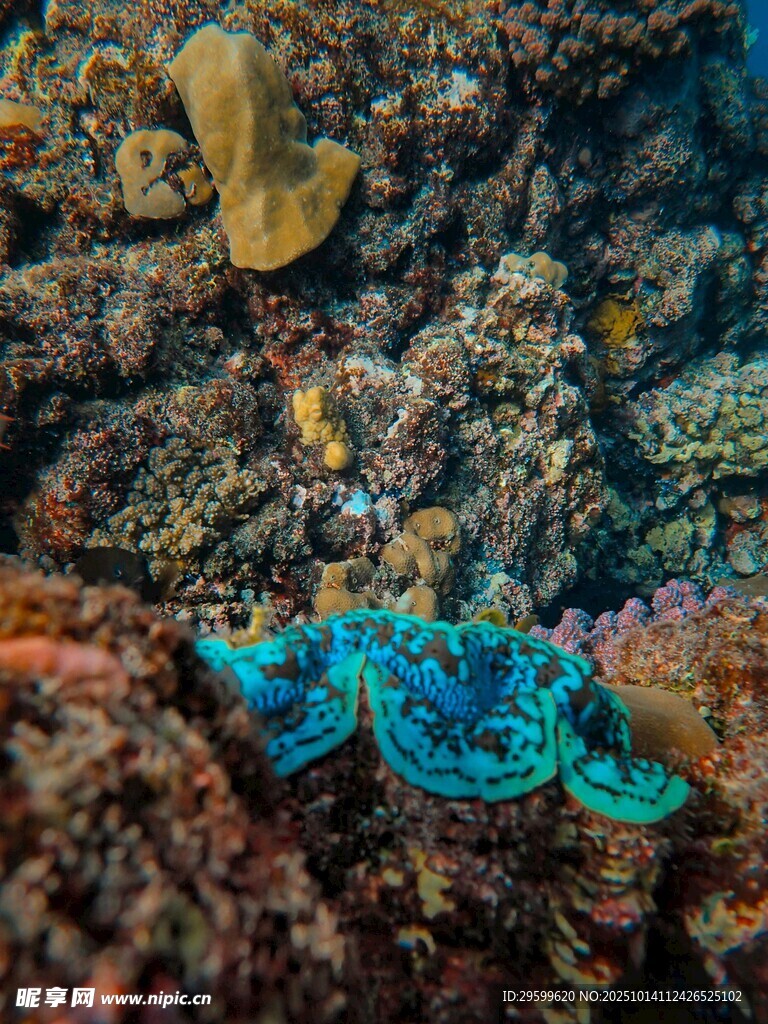海底蓝绿色海星与珊瑚