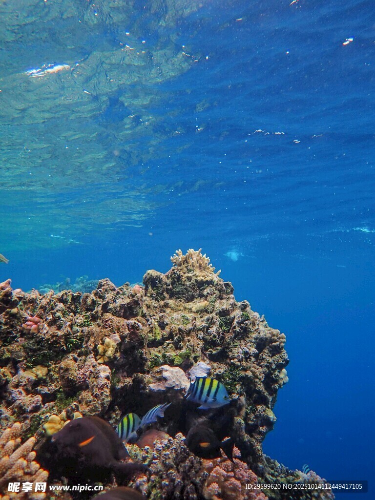 海底斑斓珊瑚礁景观