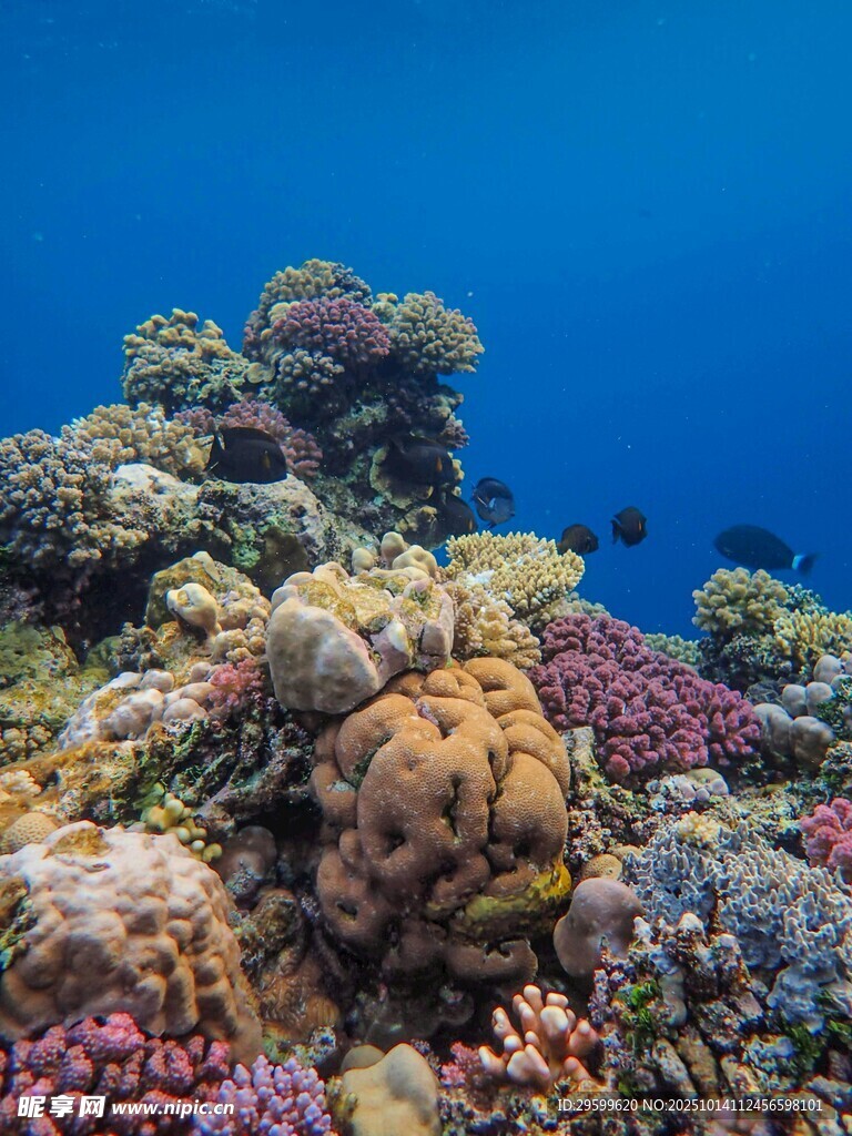 绚丽海底珊瑚景观