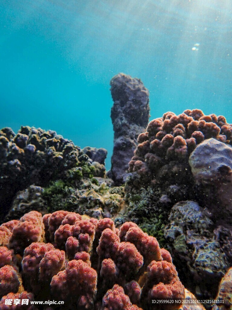 海底珊瑚景观