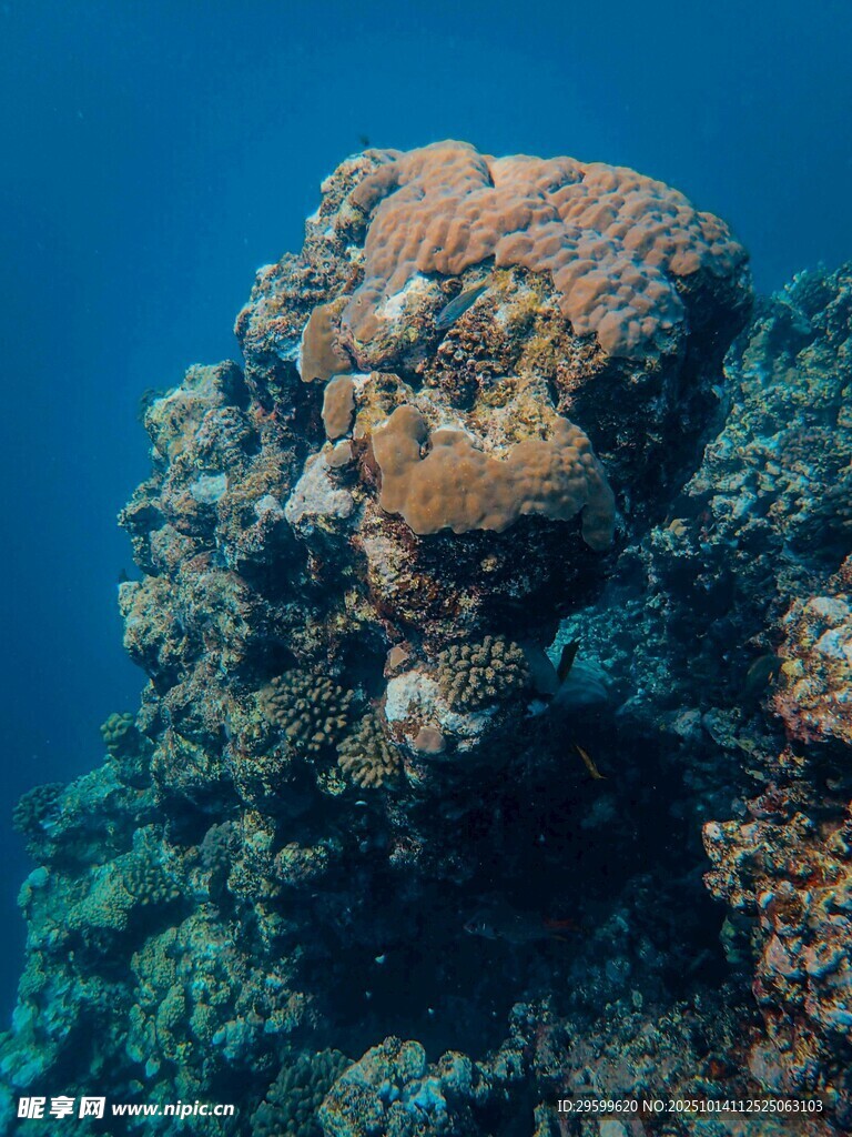 海底多彩珊瑚景观