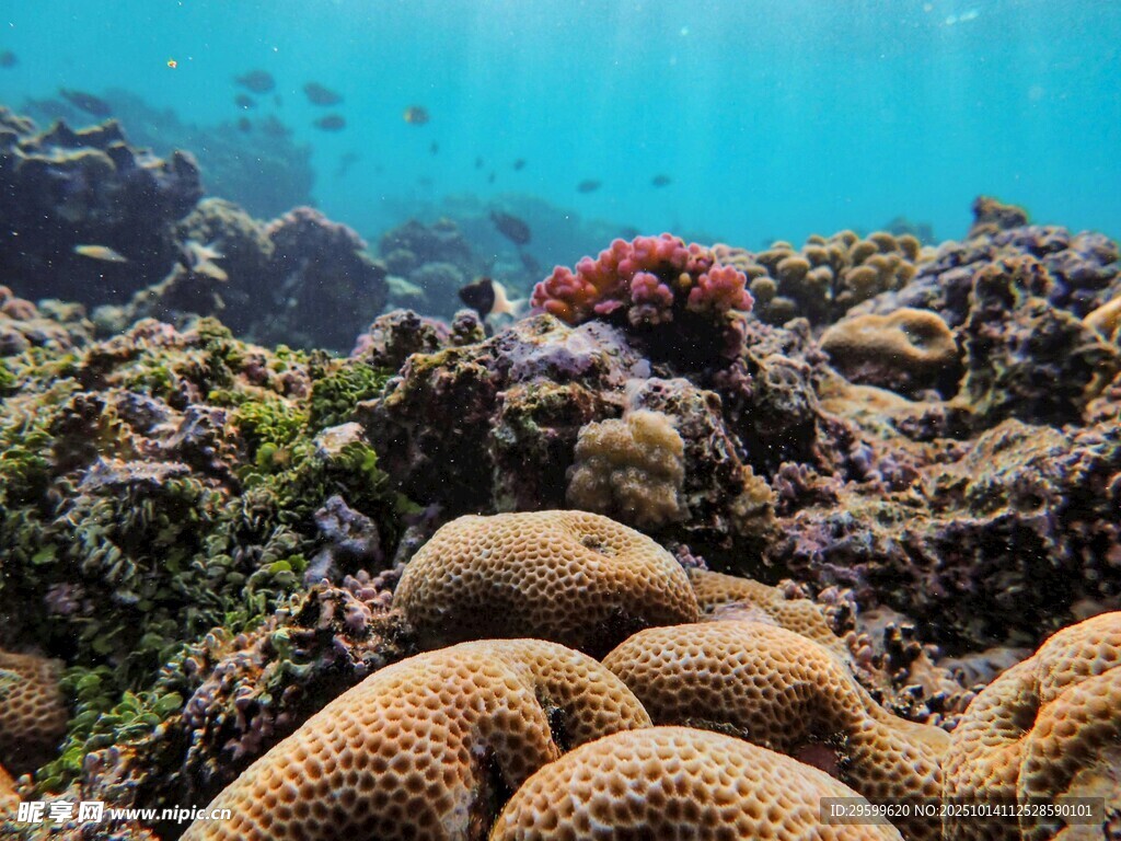海底多彩珊瑚景观