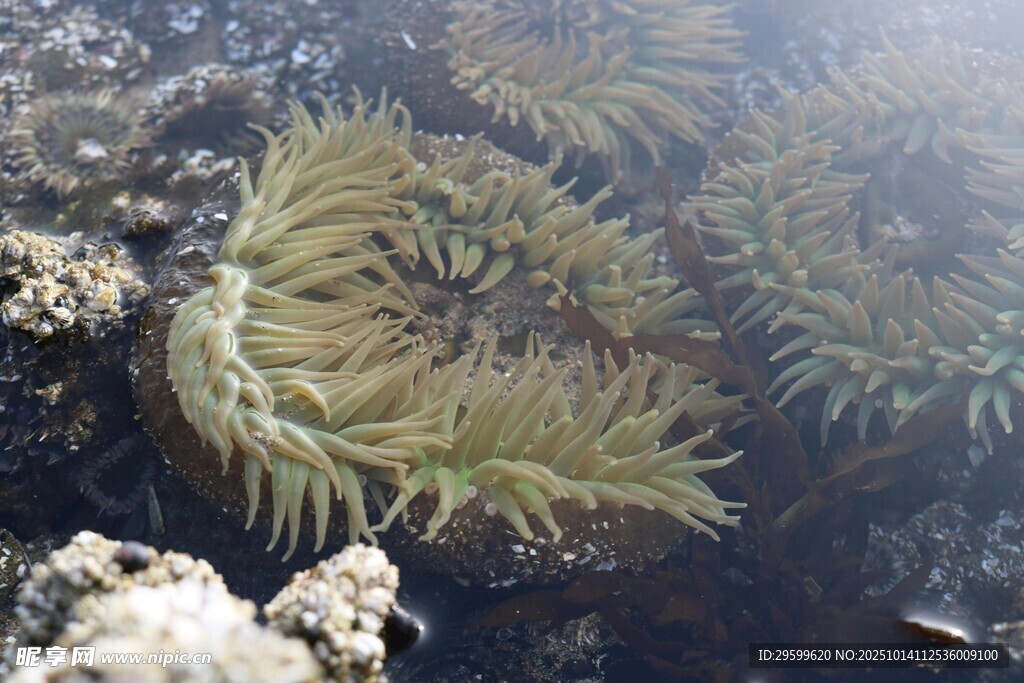 海底美丽海葵绽放
