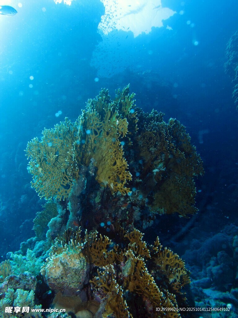 海底斑斓珊瑚景观