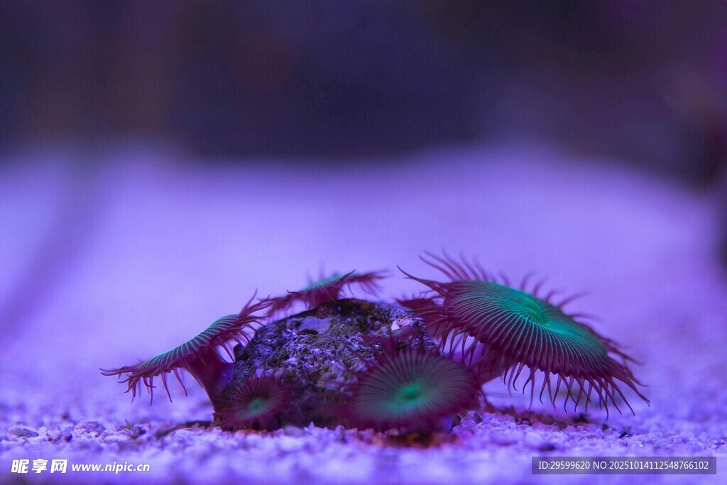 海底 珊瑚 