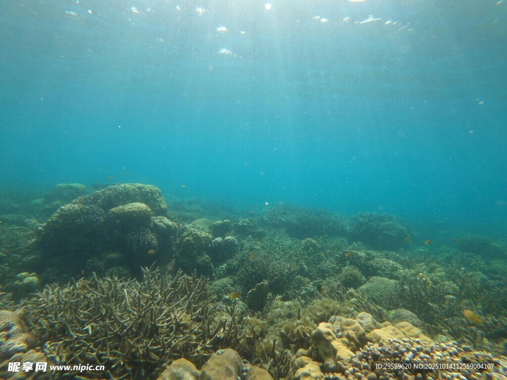 海底珊瑚礁景观