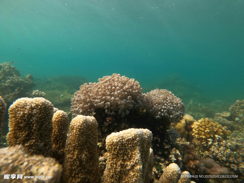 海底珊瑚礁景观