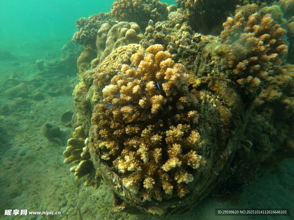海底多彩珊瑚景观