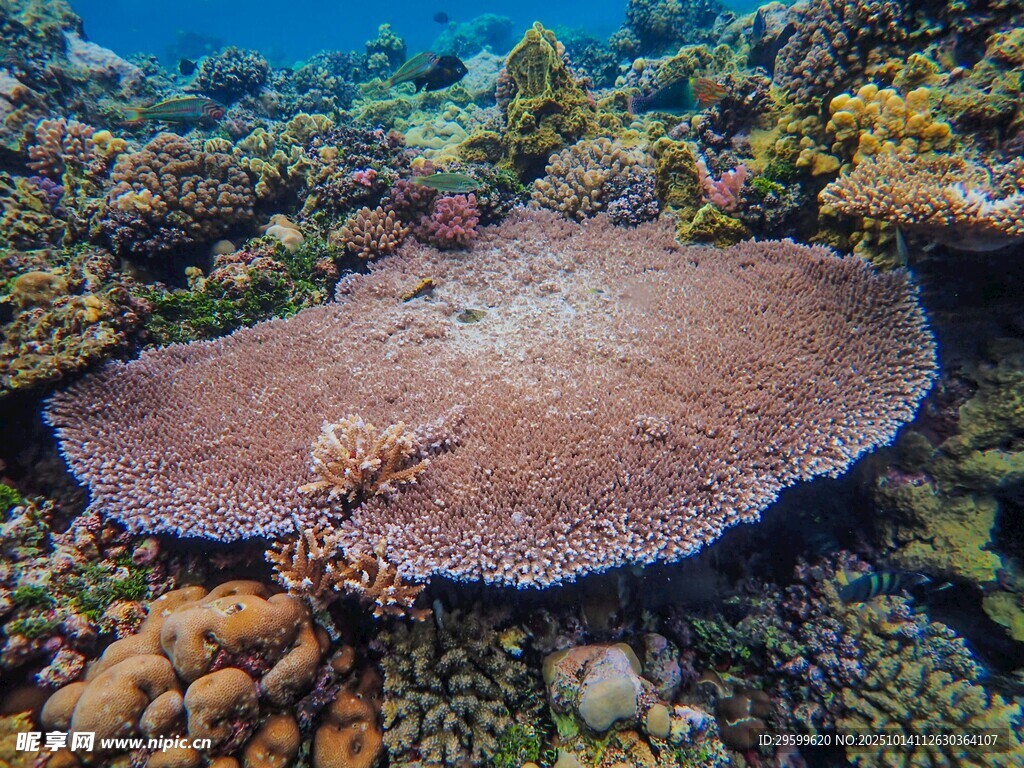 海底巨型珊瑚景观