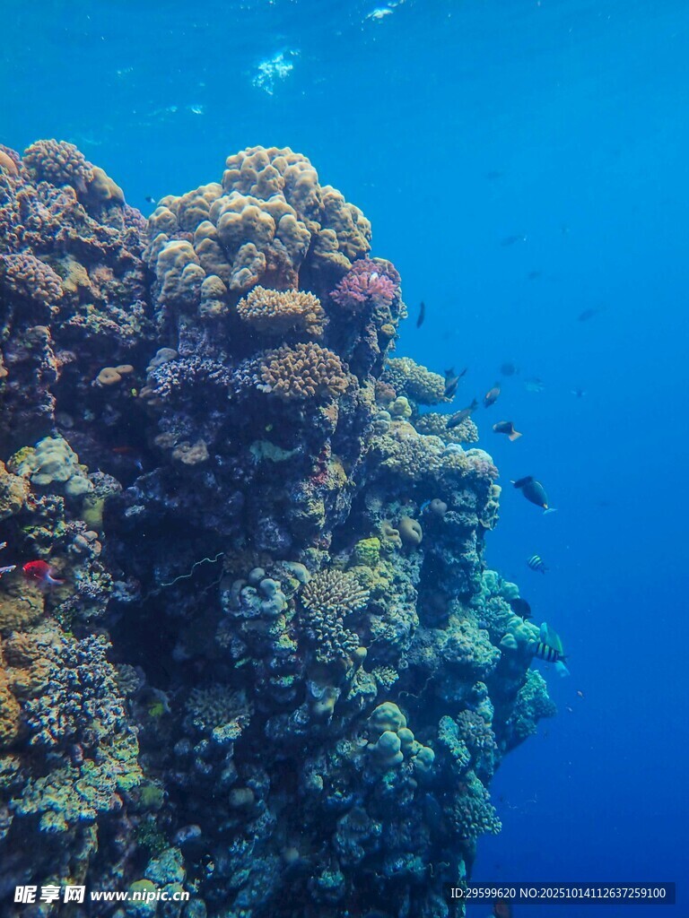 海底绚丽珊瑚礁景观