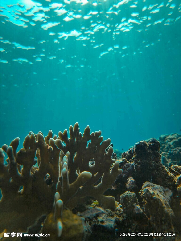 海底绚丽珊瑚景观