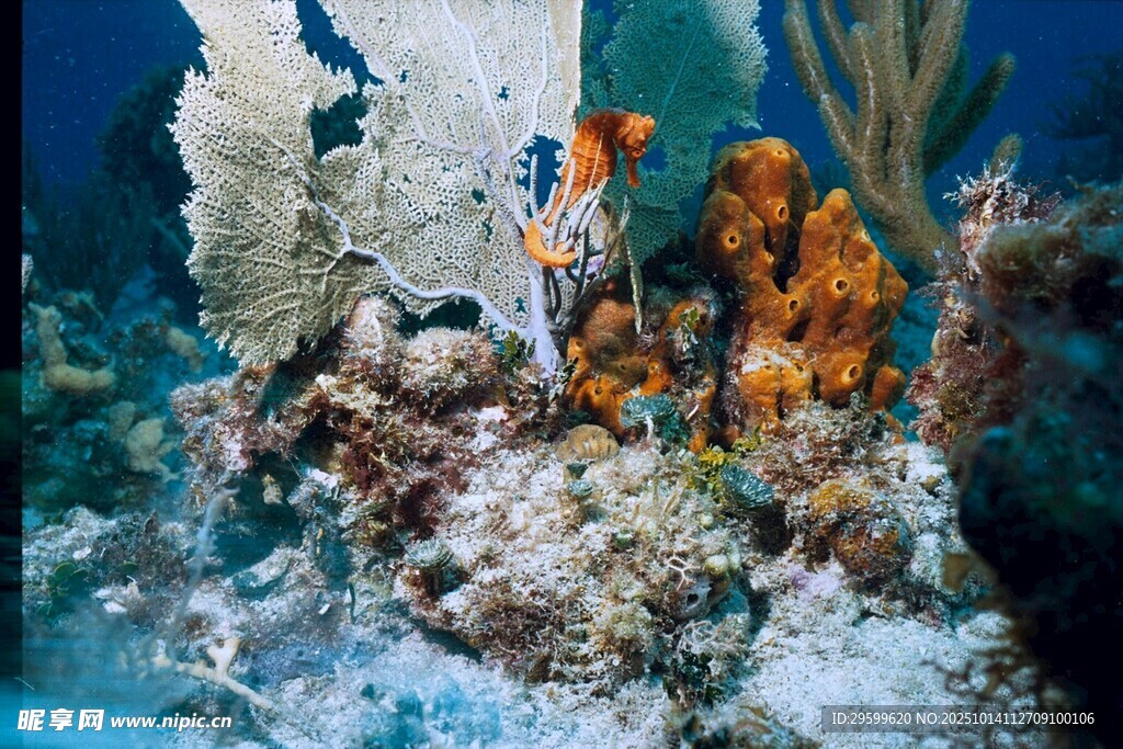 海底珊瑚景观