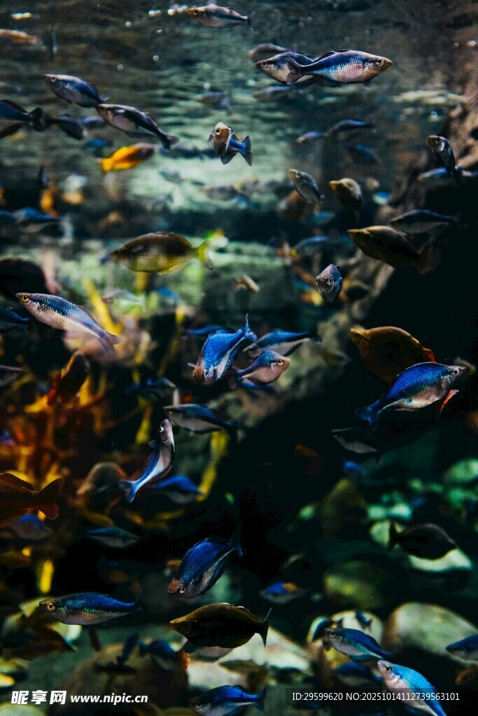 多彩热带鱼畅游水族馆