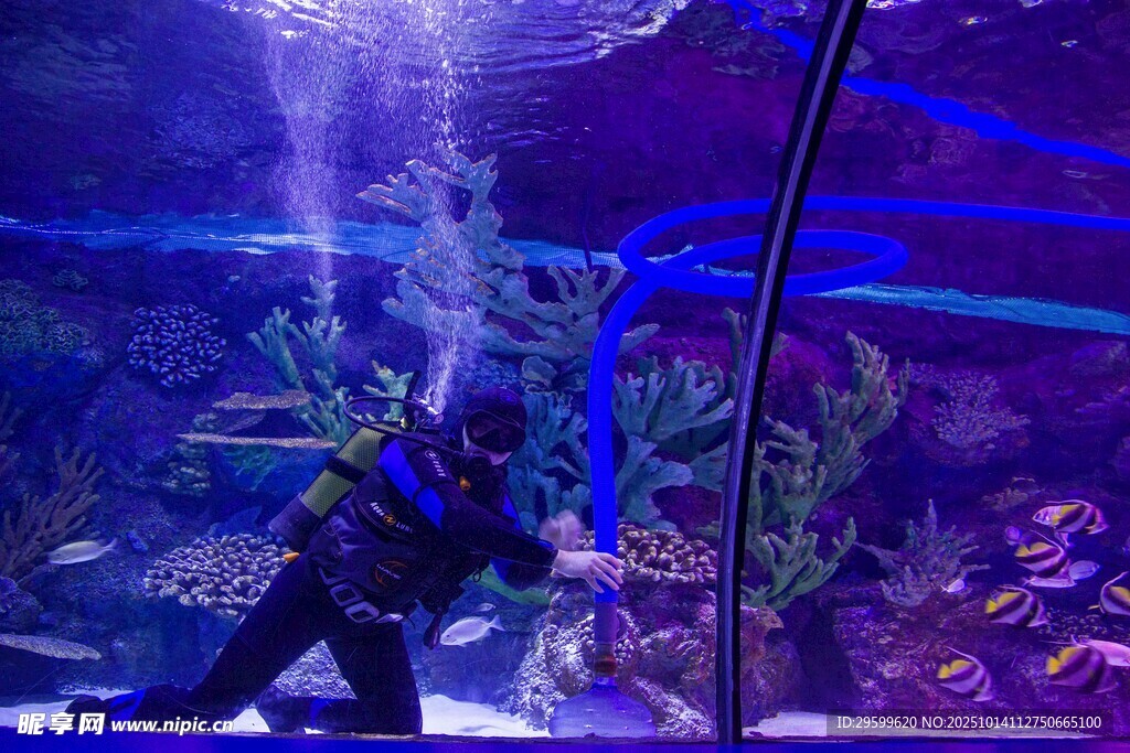 潜水员在绚丽水族馆中探索