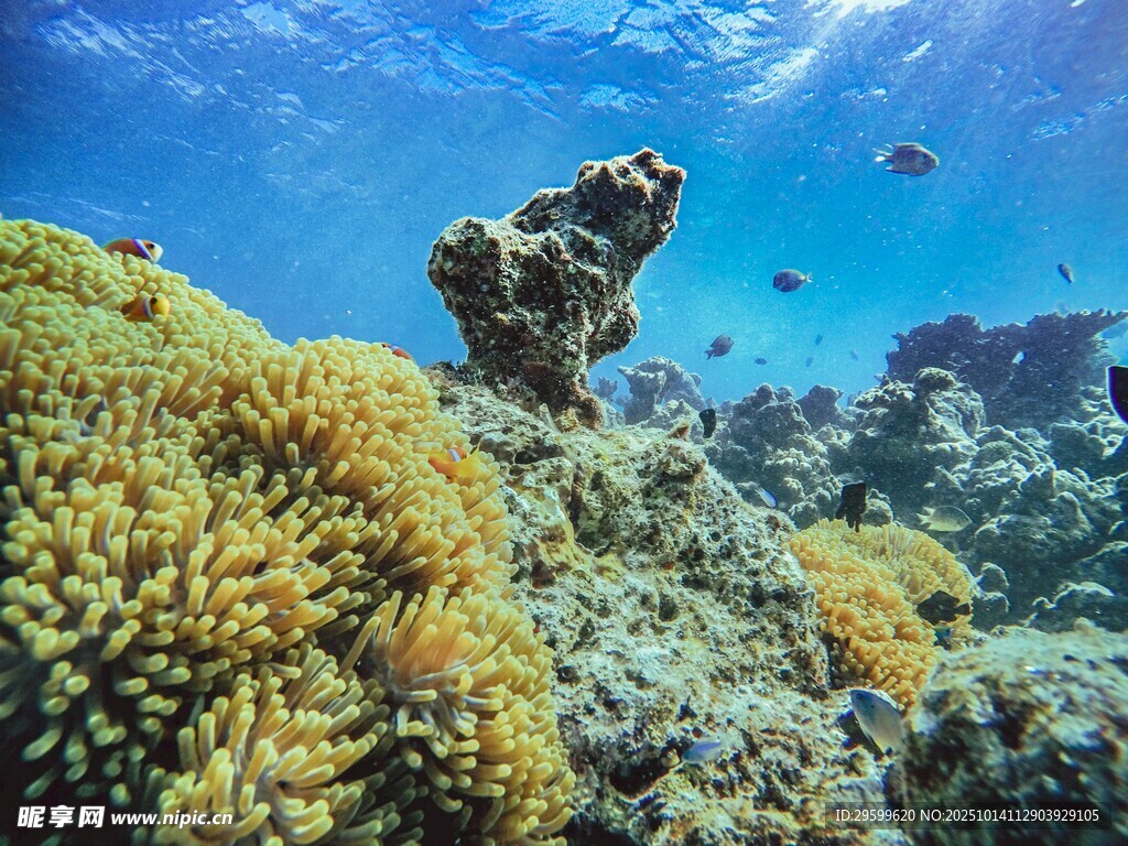 海底绚丽珊瑚景观