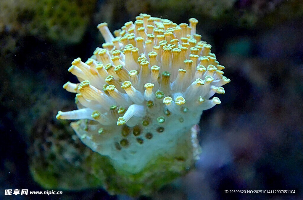 多彩海葵特写