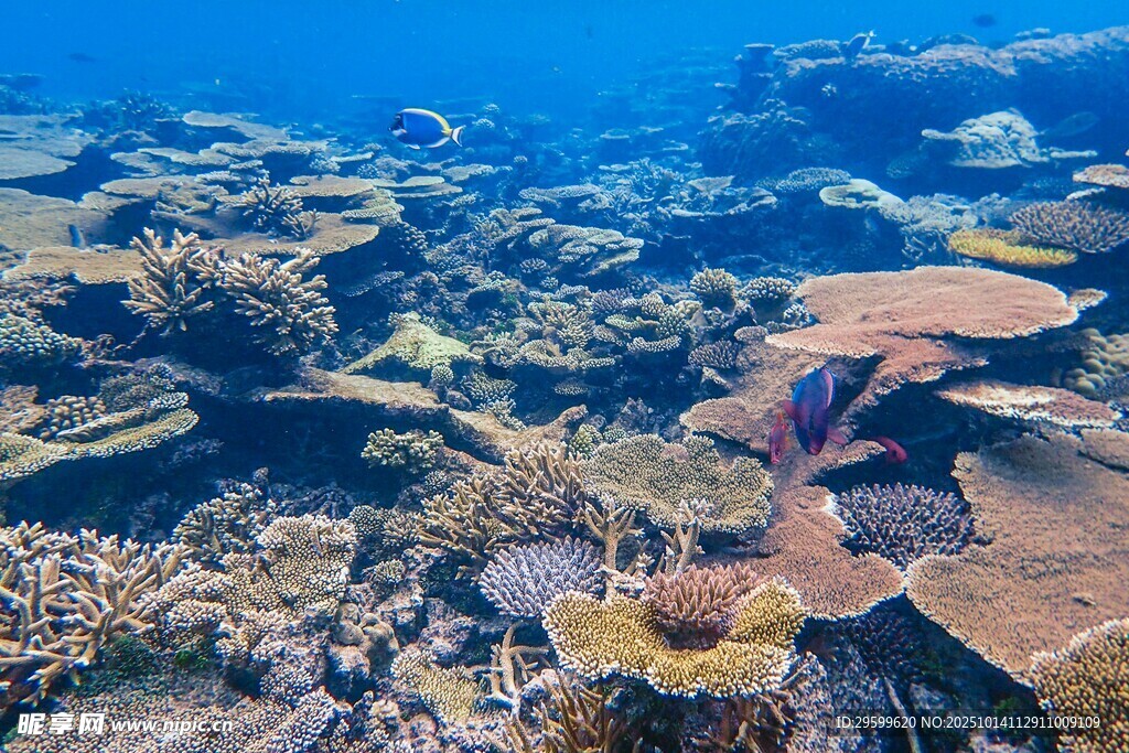 海底绚丽珊瑚景观