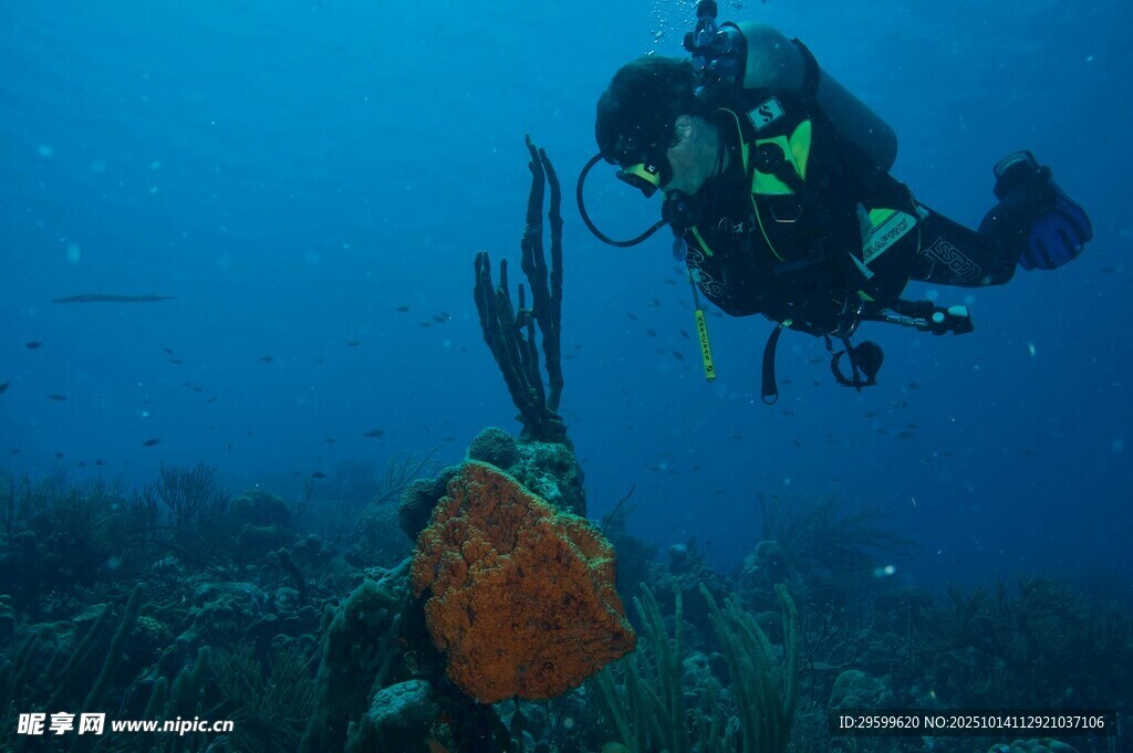 潜水员海底探索海洋生物