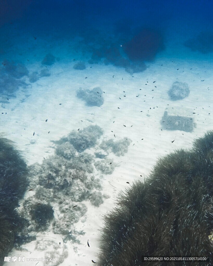 海底珊瑚景观