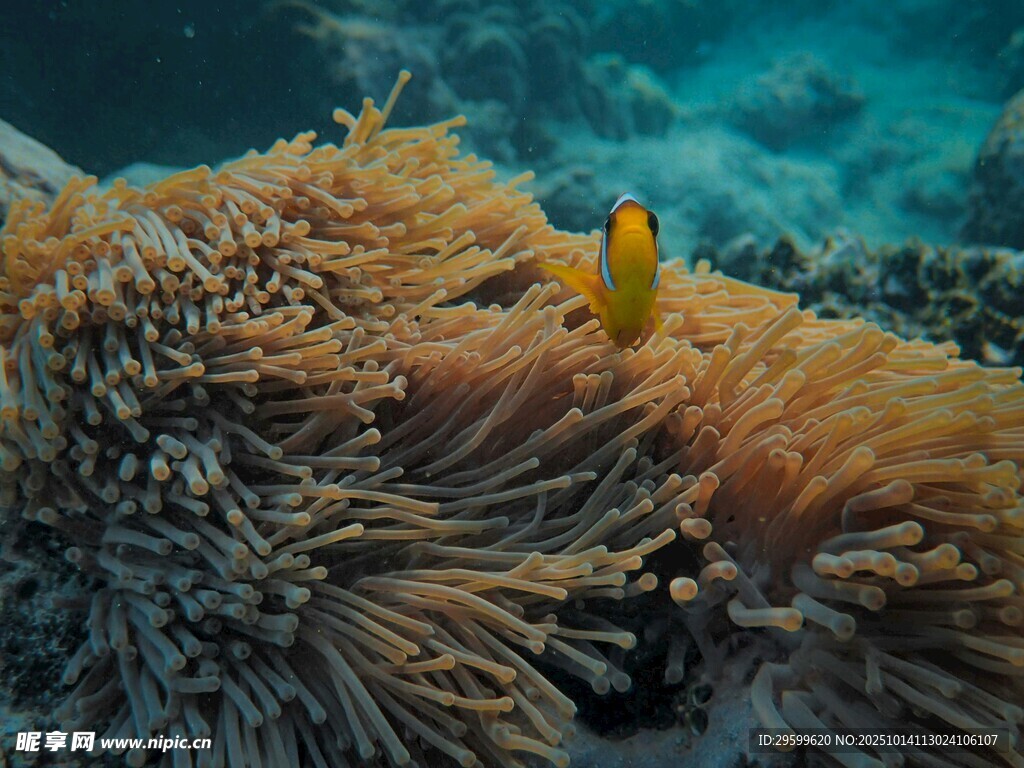海底珊瑚丛中的黄色小鱼