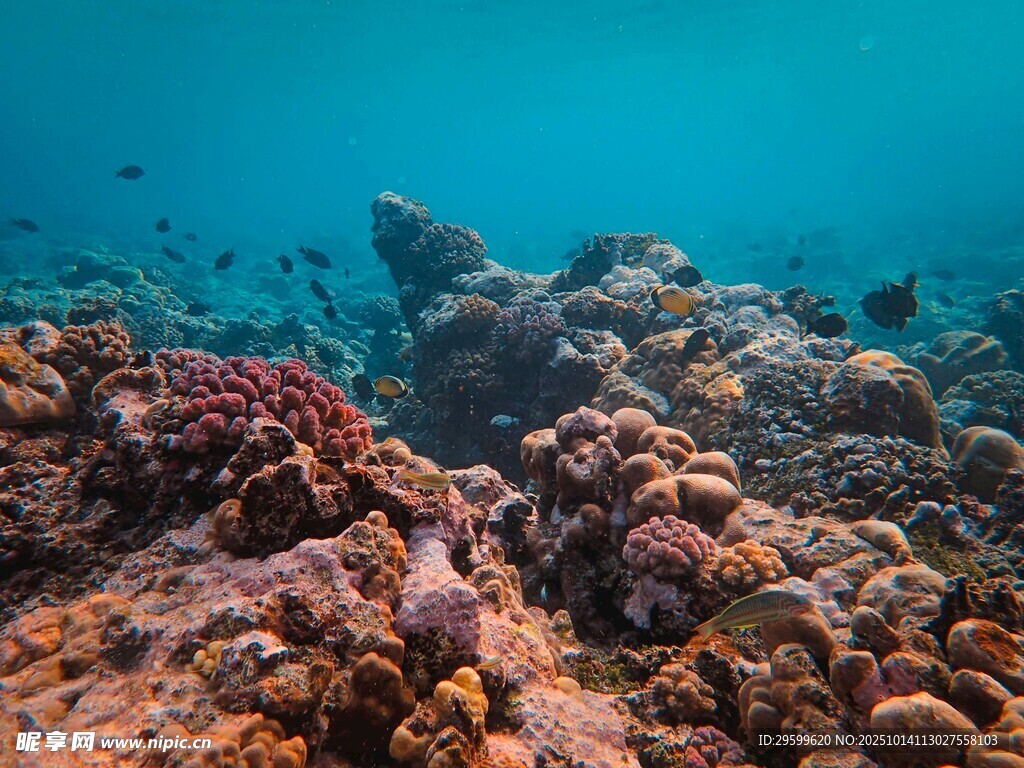 海底多彩珊瑚景观