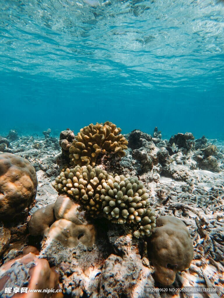 海底多彩珊瑚景观