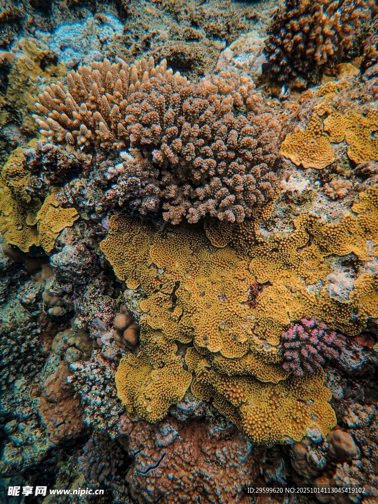 海底多彩珊瑚景观