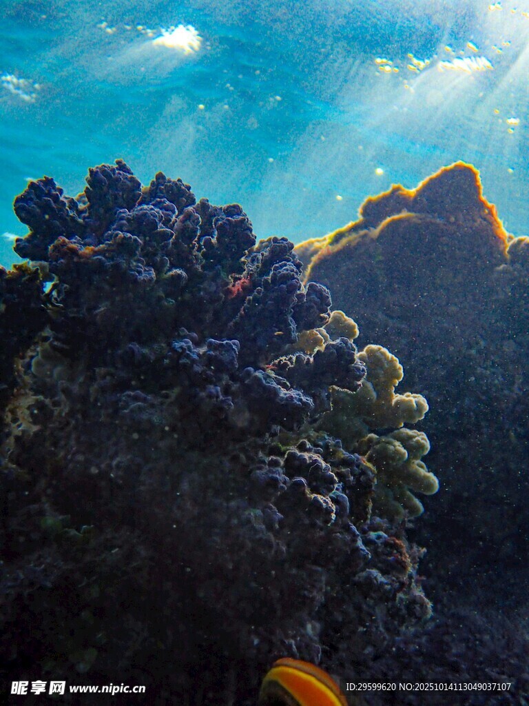 海底绚丽珊瑚景观
