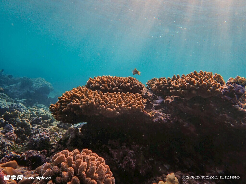 海底珊瑚群 
